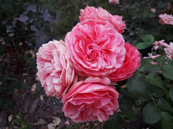 Una Rosa Rosa Luz Noche — Foto de Stock