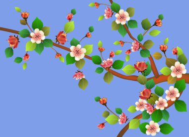 Bahar. Tüm uyanır, sakura çiçek çiçekler .