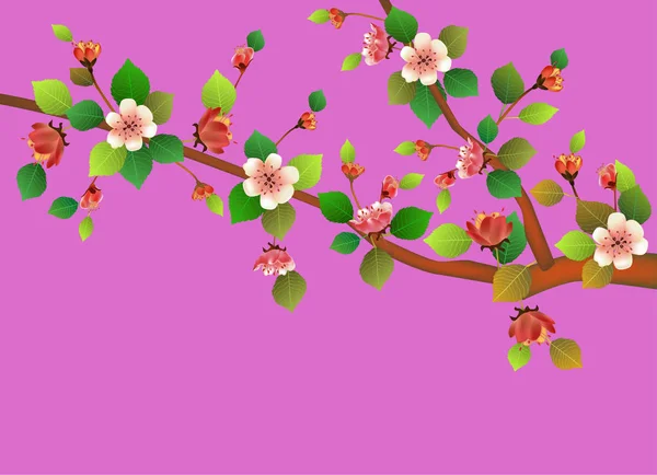 Lente Alle Wakker Bloemen Sakura Bloesem — Stockvector