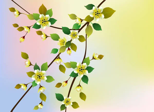 Tavaszi Minden Felébred Sakura Virágait — Stock Vector
