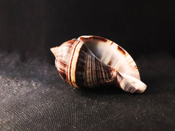 Shell Conch Seashell Pettine Venere Uno Sfondo Scuro Cresta Dell — Foto Stock