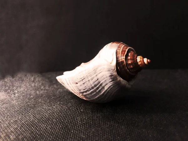 Shell Conch Seashell Pettine Venere Uno Sfondo Scuro Cresta Dell — Foto Stock