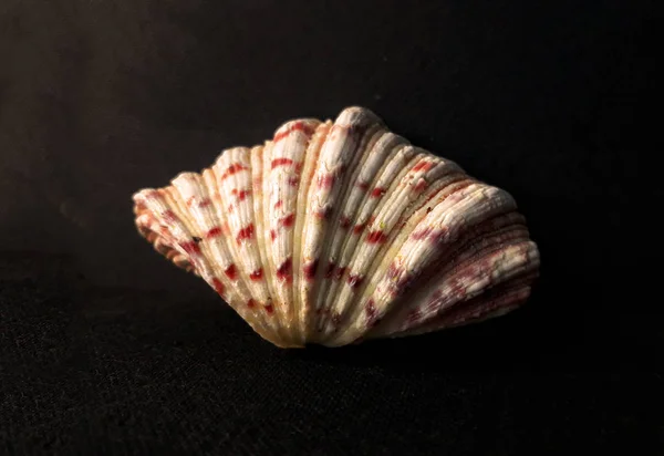 Orso Zampa Vongola Shell Seashell Pettine Venere Uno Sfondo Scuro — Foto Stock