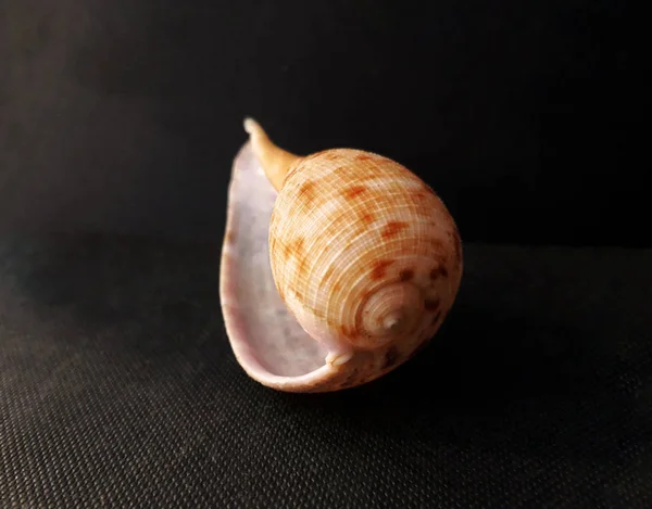 Elegantní Fig Seashell Hřeben Venuše Tmavém Pozadí Mušli Crest — Stock fotografie