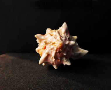 Gül Labraunda'ya Shell.Seashell tarak Venüs karanlık bir arka plan. Seashell kret.