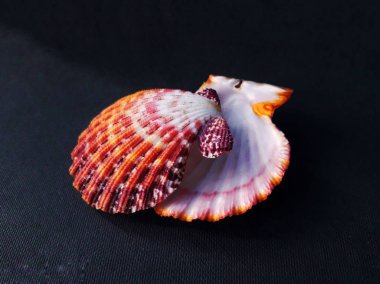 Büyük tarak Shells.Seashell tarak Venüs karanlık bir arka plan. Seashell kret.