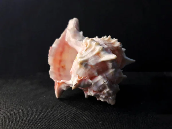 Rose Murex Shell Seashell Pettine Venere Uno Sfondo Scuro Cresta — Foto Stock