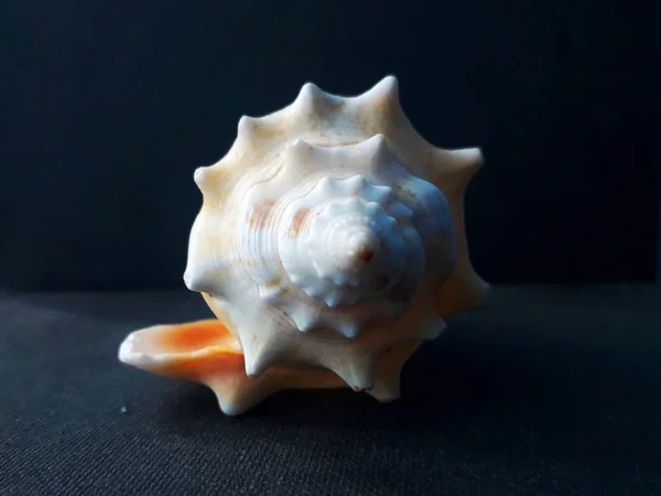 Large Queen Conch Sea Shell Seashell Comb Venus Fundo Escuro — Fotografia de Stock