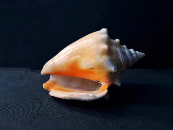 Large Queen Conch Sea Shell Seashell Comb Venus Fundo Escuro — Fotografia de Stock