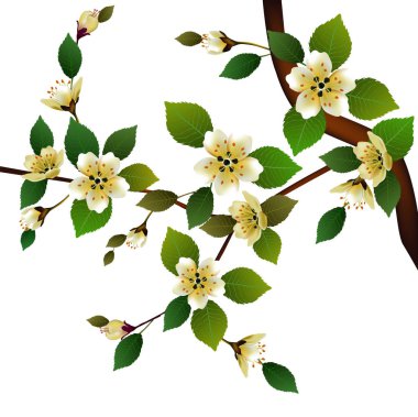 Bahar. Tüm uyanır, sakura çiçek çiçekler .