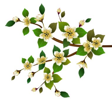 Bahar. Tüm uyanır, sakura çiçek çiçekler .