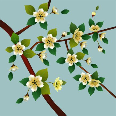 Bahar. Tüm uyanır, sakura çiçek çiçekler .