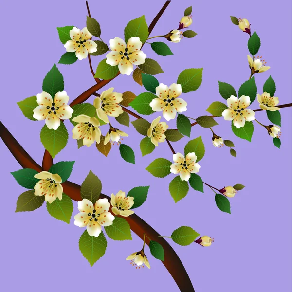 Весной Просыпается Цветы Цветут Сакура — стоковый вектор