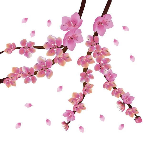 Primavera Todos Despiertan Flores Flor Sakura — Vector de stock