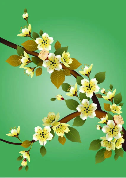 Primavera Tudo Acorda Flores Flor Sakura — Vetor de Stock