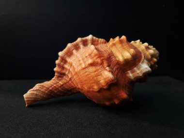 Tutufa bubo. Seashell tarak Venüs karanlık bir arka plan. Seashell kret.