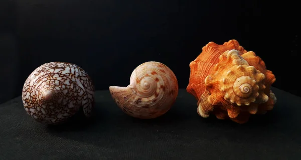 Tessalatus Cone Seashell Comb Venus Large Scallop Shells Sea Shell — Foto Stock