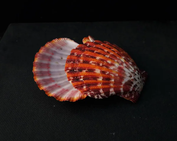 Large Scallop Shells.Seashell Comb Venus a dark background. Seashell Crest.