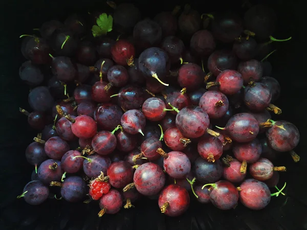 Uva Spina Bacche Verdi Rosse Uno Sfondo Scuro — Foto Stock