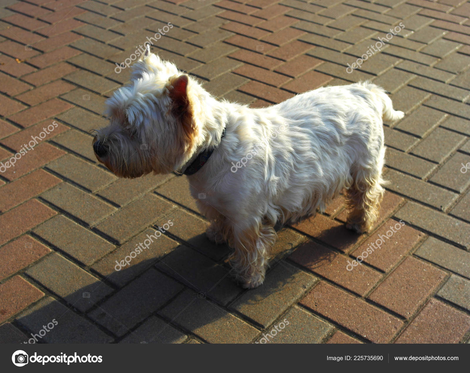 West Highland White Terrier Colors Park Walk Stock Photo Image By C Dobrik72