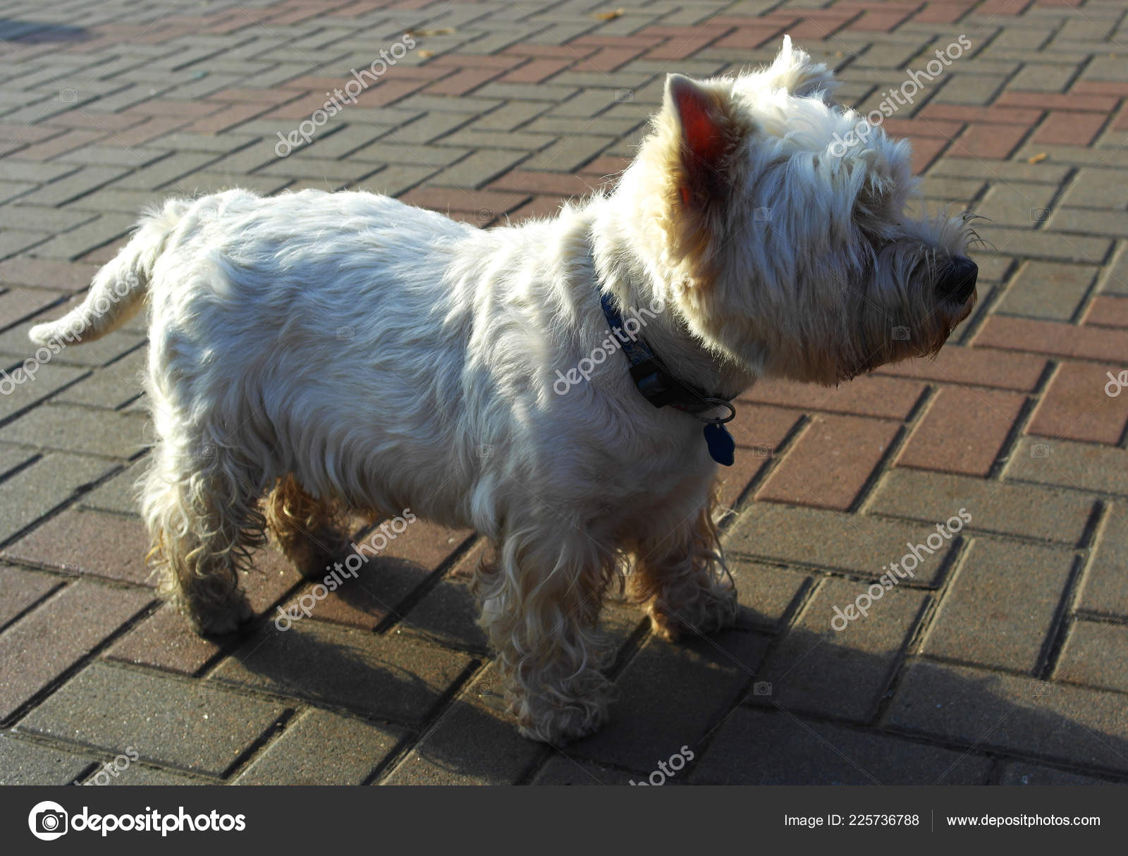 West Highland White Terrier Colors Park Walk Stock Photo Image By C Dobrik72