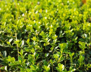 Doğa Arctostaphylos sonbahar yaprakları