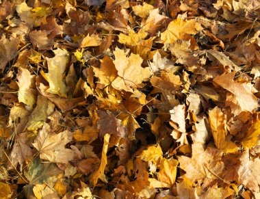 Doğa Sonbahar yaprakları  