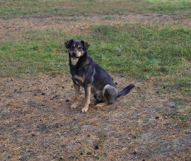 Parkta gri sokak köpek. Chipovany köpek.