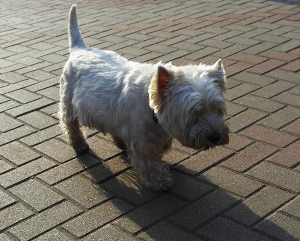 West Highland White Terrier Kolory Parku Spacerze — Zdjęcie stockowe