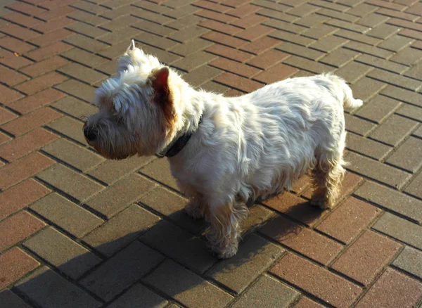 West Highland White Terrier Kolory Parku Spacerze — Zdjęcie stockowe