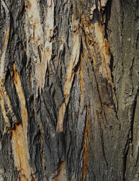 Textura Pozadí Striktně Topol Šedá Hnědá — Stock fotografie