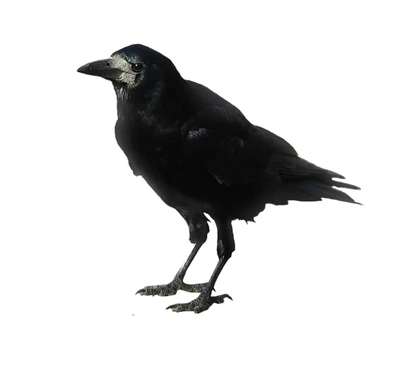 Raven Rei Corvo Velho Corvo Inteligente — Fotografia de Stock