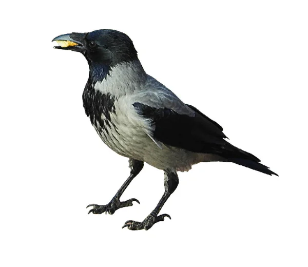 Raven Roi Corbeau Vieux Corbeau Intelligent — Photo