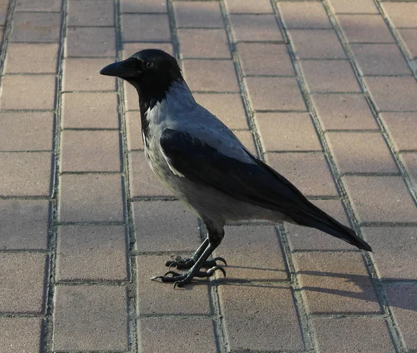 Raven Kungen Korp Gamla Smart Korp — Stockfoto