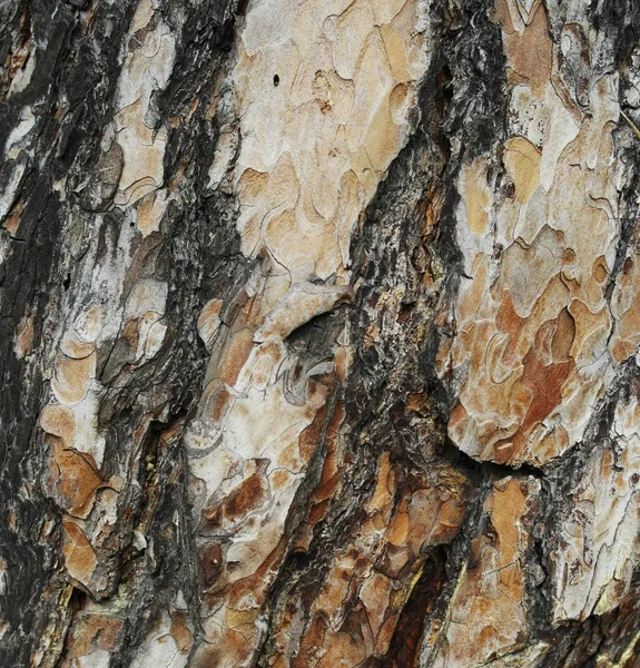 Doku Arka Plan Eski Çam Ağacı Kabuğu — Stok fotoğraf
