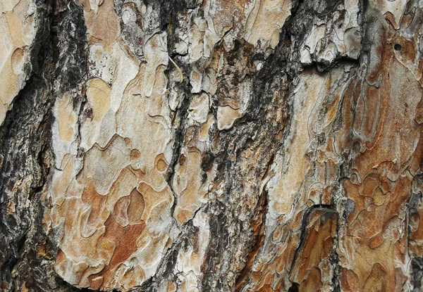 Текстура Фон Стара Кора Соснового Дерева — стокове фото
