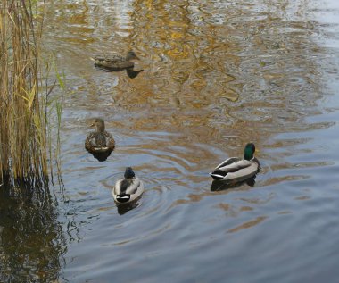 Yaban ördekleri float nehre.