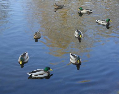 Yaban ördekleri float nehre.