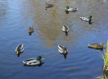 Yaban ördekleri float nehre.