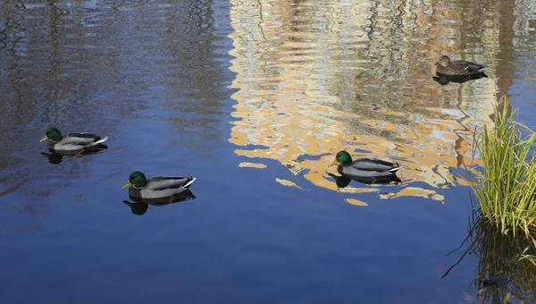 Patos Salvajes Flotan Río — Foto de Stock