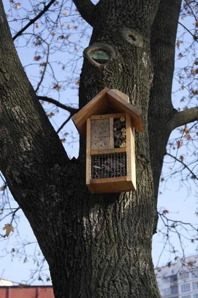 木の上の公園で鳥の送り装置 — ストック写真
