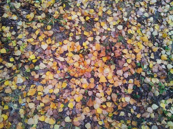 Autumn Birch Leaves Ground Texture Background — Stock Photo, Image