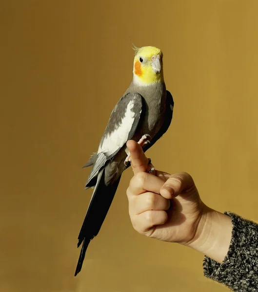 Ockatiel Perroquet Gris Tête Jaune Joues Orange — Photo