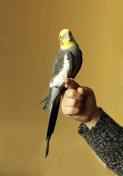 Серый Попугай Желтая Голова Оранжевые Щеки — стоковое фото