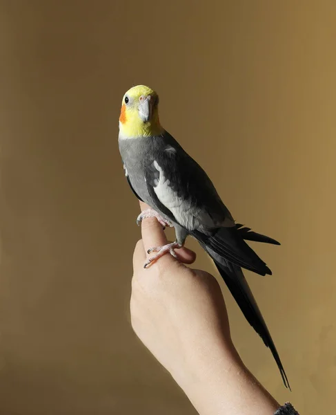 Ockatiel Perroquet Gris Tête Jaune Joues Orange — Photo