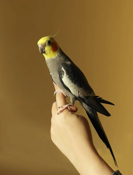 Papagaio Cinzento Ockatiel Cabeça Amarela Bochechas Laranja — Fotografia de Stock