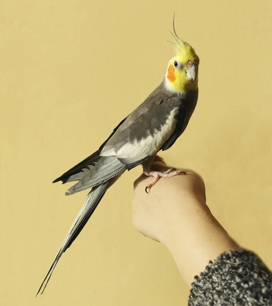 Серый Попугай Желтая Голова Оранжевые Щеки — стоковое фото