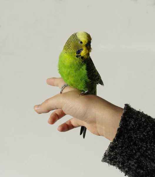 Pappagallo Ondulato Verde Siede Sul Braccio Guarda Nella Macchina Fotografica — Foto Stock