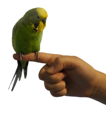 Yeşil dalgalı papağan kolunda oturur ve kameraya doğru görünüyor.