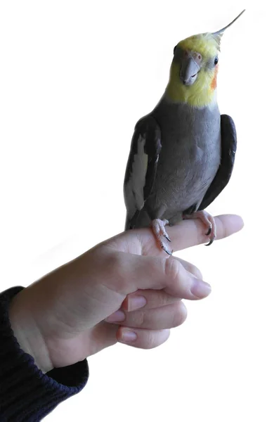 Gray Parrot Ockatiel Yellow Head Orange Cheeks — Stock Photo, Image